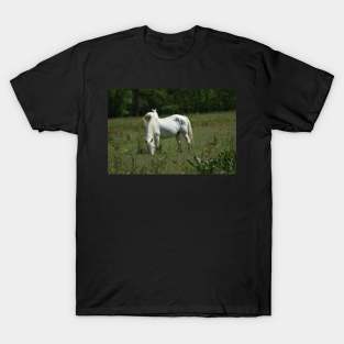 Wild Horse T-Shirt